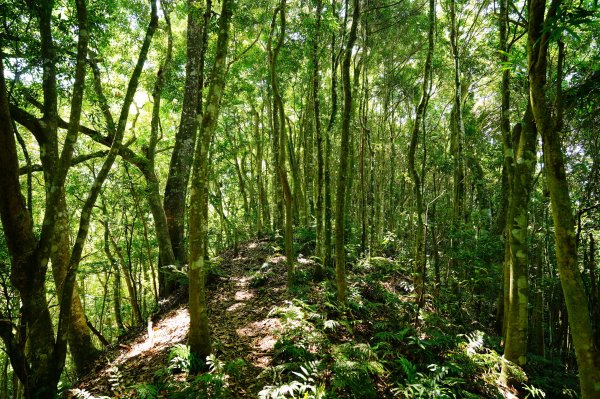 新竹 尖石 煤源山、比麟山、尖石山3071520
