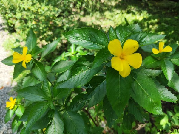 大安森林公園、港墘公園、文德三號公園【走路趣尋寶】【臺北健走趣】2549686