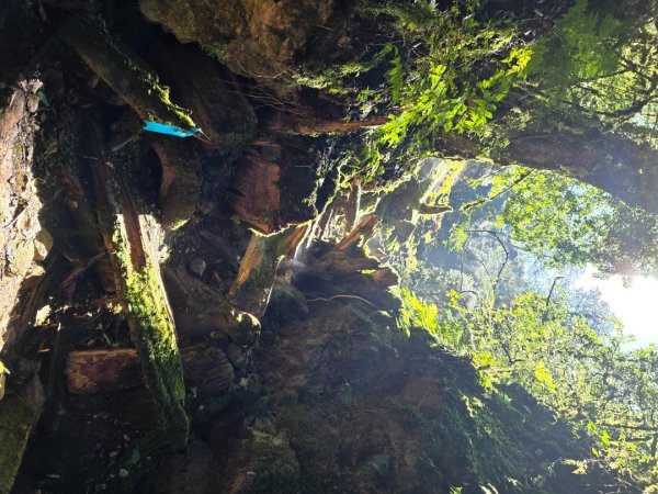 郡大林道19k之郡大神木群二刷～雲海滿出來～2451886