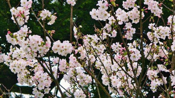 2/20 #天元宮 #墨染櫻(香水櫻)  #楓樹湖 #木蘭花(辛夷)2716239