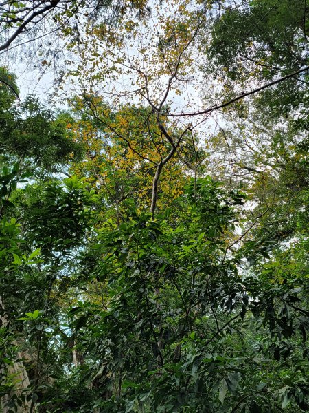 福巴越嶺國家步道2364475