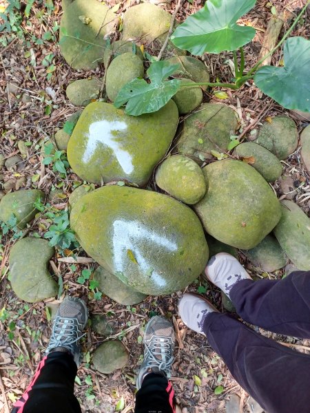 【台中大肚】綠蔭成徑。 大肚萬里長城步道O繞2790787