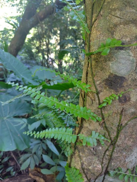 唐麻丹山 蝴蝶谷2918844