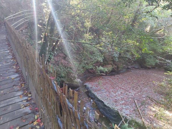 中級山-司馬庫斯2888969