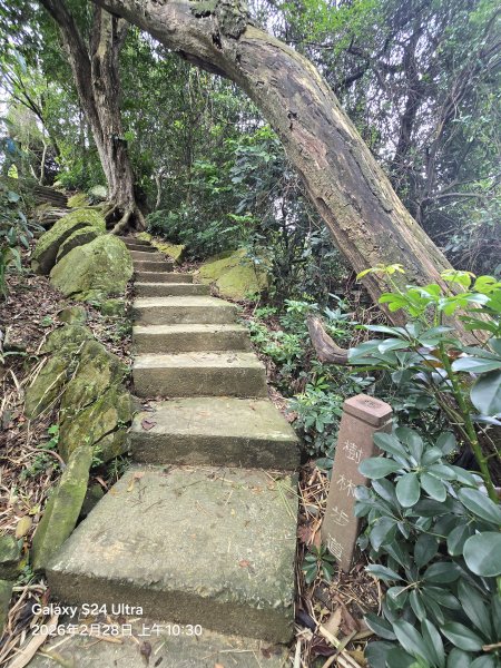 2026-02-28微笑山線：【大棟山系】405高地段3008688