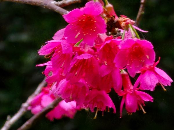 台中大坑9號／9之1／6號／7號O繞3連峰（西平山／平和山／大山母山）2709823