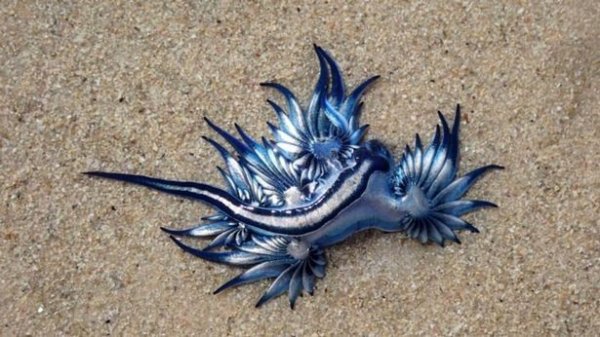 【動物】海灘驚見藍色類外星生物 「海裡最美的殺手」身分曝光