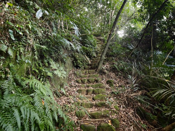 [淡蘭古道] 2026_0531 北路第一段_苧仔潭古道3070500
