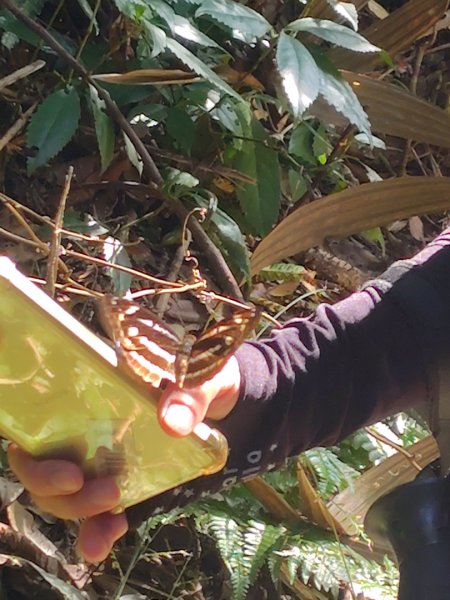 唐麻丹山 蝴蝶谷2918902