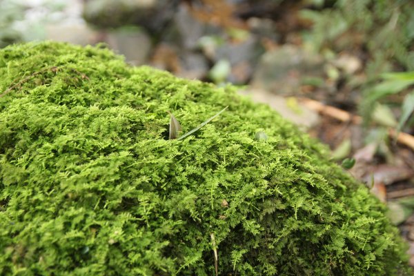 淡蘭古道北路坐山望海1253885