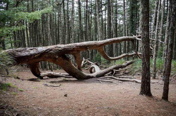 帝王之座-南湖圈谷｜審馬陣山＋南湖北山＋雲稜/南湖圈谷山屋2884838