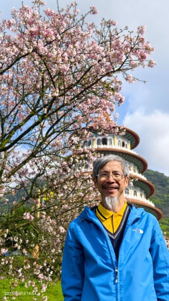 #綠繡眼 訪花 #吉野櫻 #天元宮 #楓樹湖 03162736739