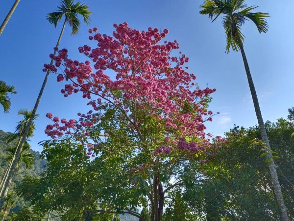 20230129台中太平大湖桶山2011034