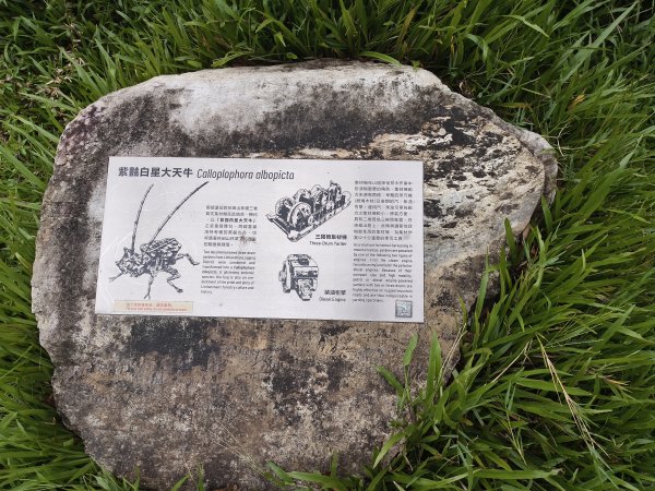 [漫遊縱谷 愛在花東-08/10] 2025_1012 林田山林業文化園區步道2913522