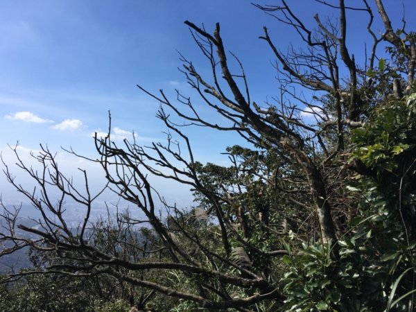 七星山主峰小白岳這個時節欣賞芒花季445494