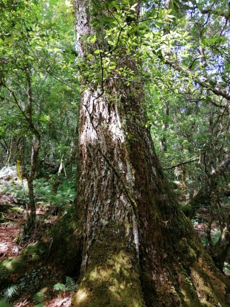 花蓮秀林~巨木森林。#86小百岳卡拉寶山1035547