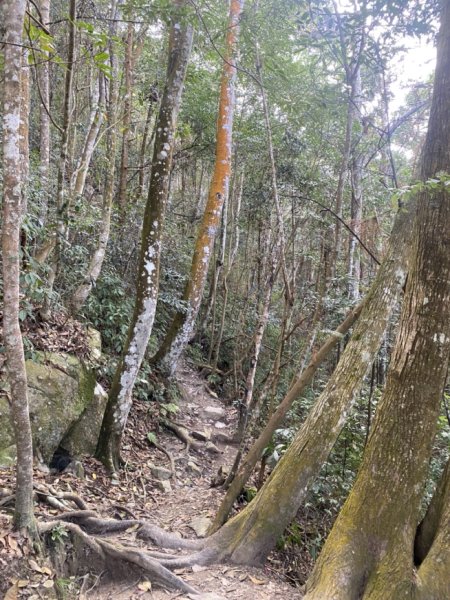 唐麻丹山3059711