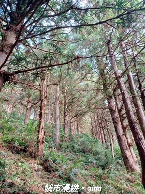 【台中和平】山林野餐。長壽山(肥崠山)山徑2969435