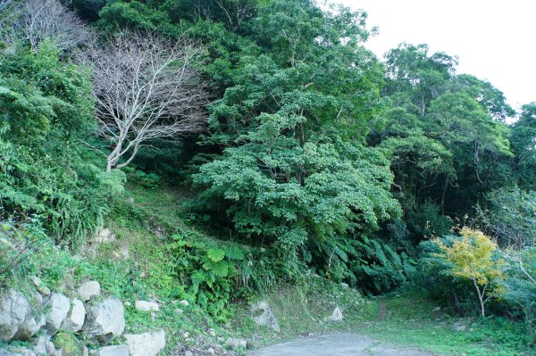 桃園 復興 牌子山、金平山2952196
