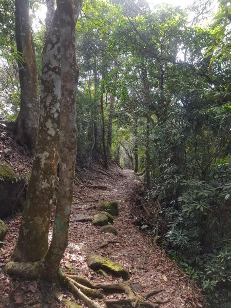 馬那邦山~楓紅還要再等等~468899