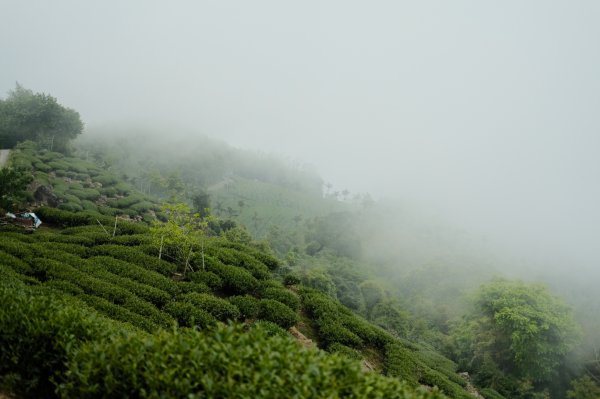 【雲林-嘉義】挑筍古道，車心崙步道897763