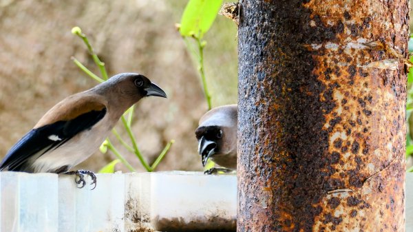 《西江月。竹子湖春》2721785