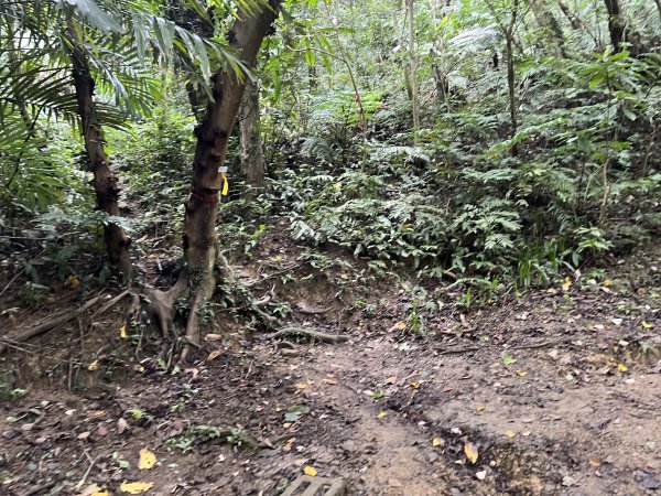 [微笑山線_第一段] 2025_0720 大棟山系_青龍嶺2843475