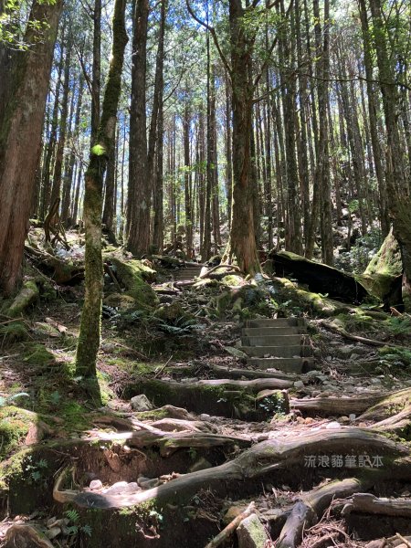 【谷關七雄】八仙山主峰步道2894877
