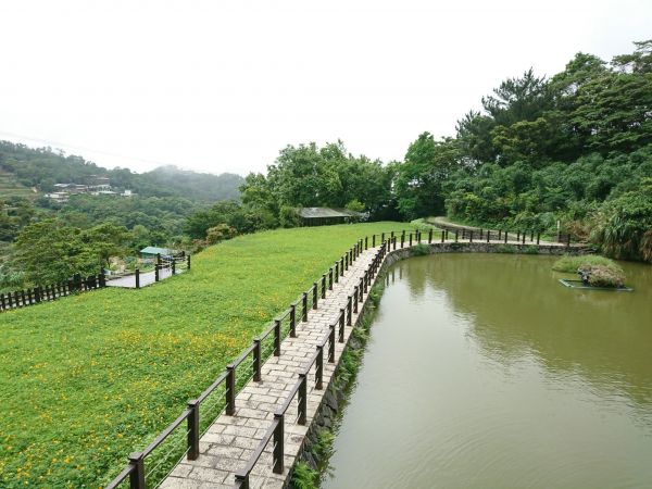 貓空樟樹步道 2017.05.21139508