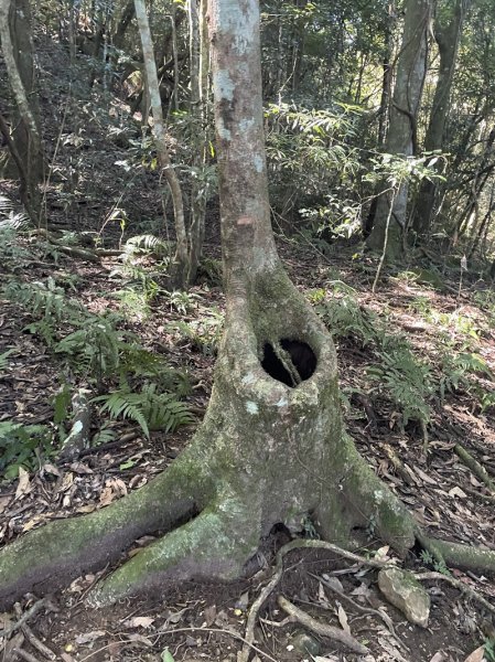 加里山隘勇線2913126