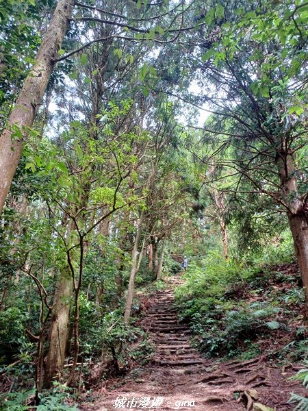 【台中和平】柳杉孟宗竹香杉步道林相豐富。 長壽山(肥崠山)山徑2880626