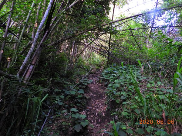 新竹 五峰 鳥嘴山、鵝公髻山986644