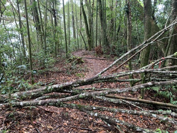 20251220嘉義凸龜山-芙蓉山-天福山2973818