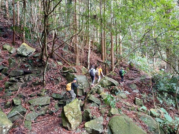 【苗栗泰安】中級山的大霸尖山。 虎山步道2779607