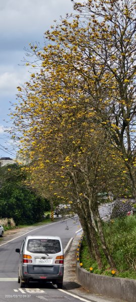 #緣道觀音廟 #北海福座 #萬代福 #黃花風鈴木 #錫葉藤 #青帶鳳蝶 #昭和櫻 #吉野櫻 3/123014046