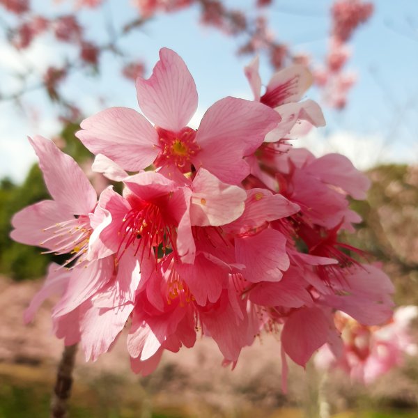 櫻花樹下的浪漫〡千櫻園876290