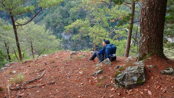 台灣最高如神般存在的大安溪倚天劍巨木探訪2747992
