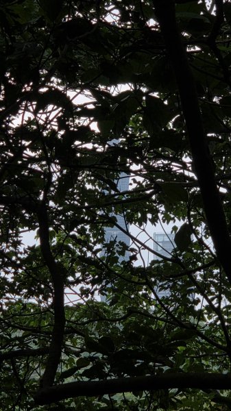 20260808 虎山親山步道3099957
