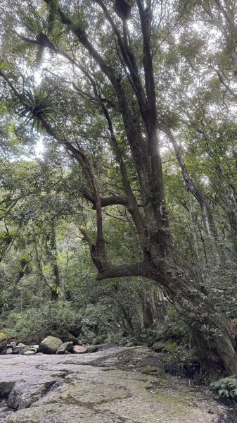 20260117三峽雲森瀑布2990305