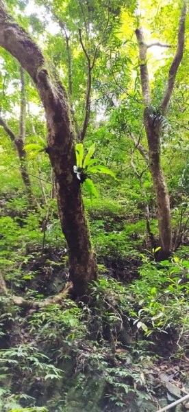 鵲子山步道 小百岳1304436