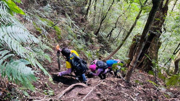 1101105內鳥嘴山.北得拉曼巨木1504392