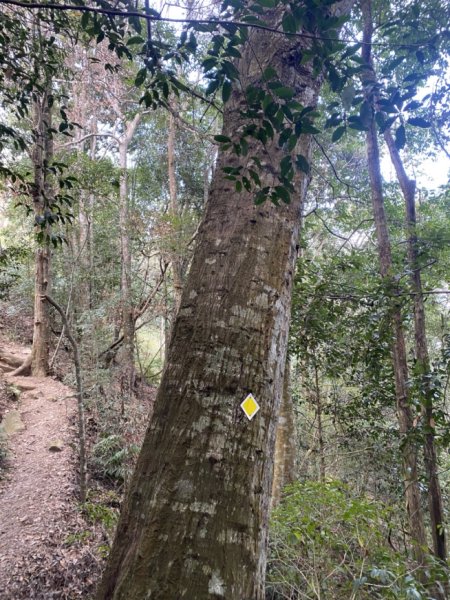 唐麻丹山3059722