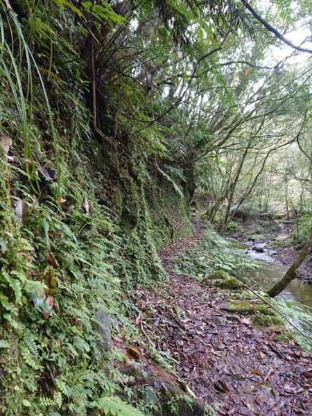 璀璨百年淡蘭古道～崩山坑古道、溪尾寮山、保城坑古道、虎豹潭步道O走1313473
