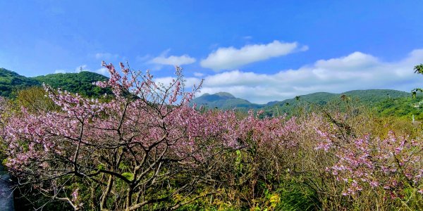 【2022櫻花季】陽明山平菁街櫻花季開跑1586031