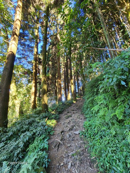 奮起湖大凍山步道 霧裡村1934082