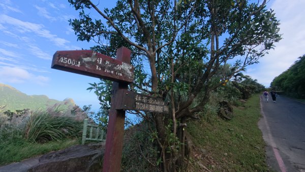 黃金三稜賞芒花2950864