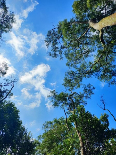 三義三通嶺-銅鑼杭菊（古道巡禮類環島小探險近25K）2957958