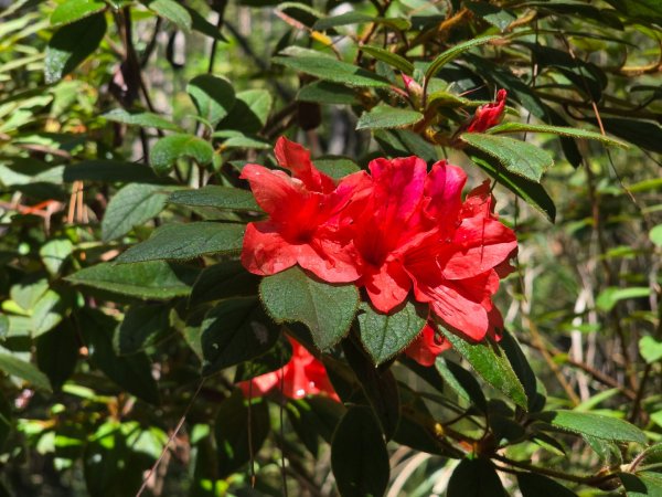 志佳陽大山／至高點／雪山大草原／瓢單山屋／四季蘭溪吊橋2927665