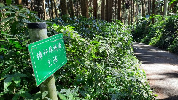 《南投》竹林台灣杉｜溪頭山竹崙山志騰山O繞202302182035890