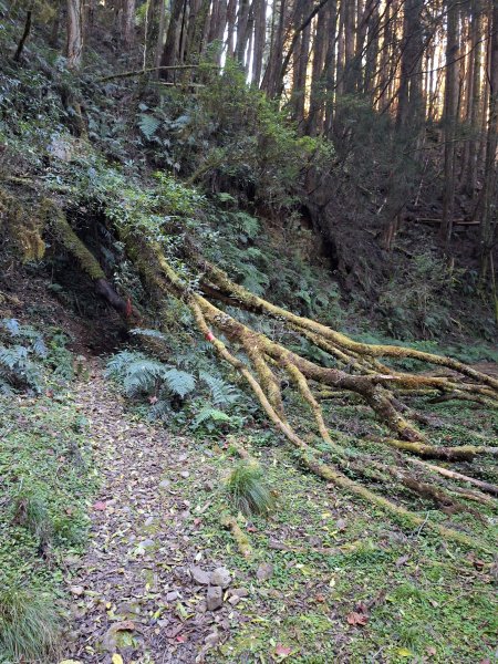 石山+阿毛神木202512112961782